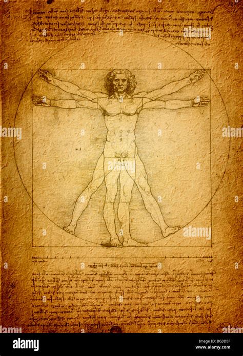 Vitruvian Man Leonardo Da Vinci