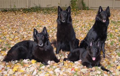 Four beautiful Belgian Shepherd Dogs (Groenendael) photo and wallpaper. Beautiful Four beautiful ...