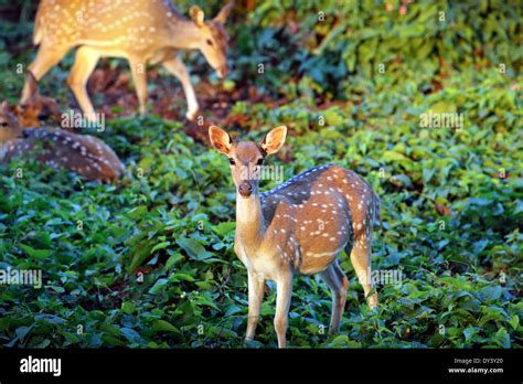 Axis deer fawn and mother in forest Stock Photo: 68313896 - Alamy