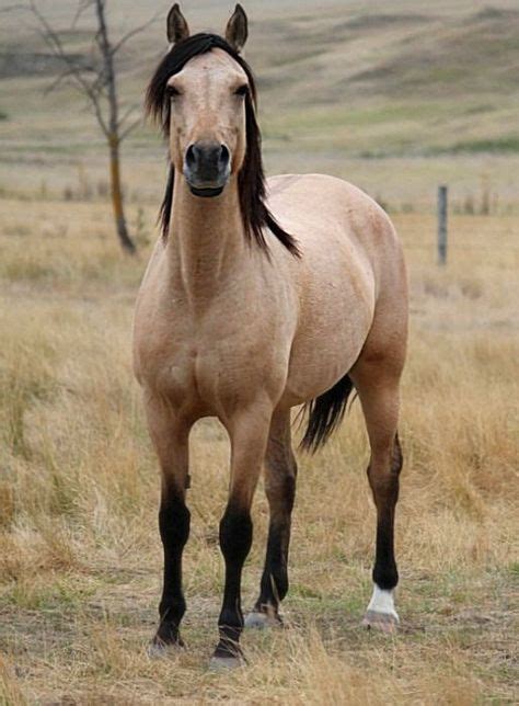 44 Colors buckskin/palomino ideas | pretty horses, beautiful horses ...