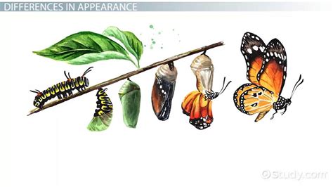 Metamorphosis Definition, Types & Stages - Lesson | Study.com