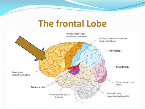 PPT - Four Lobes of the Cerebral Cortex PowerPoint Presentation, free download - ID:2383392