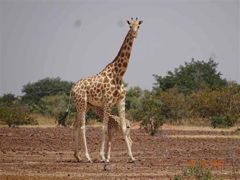 West African Giraffe Scientific Name