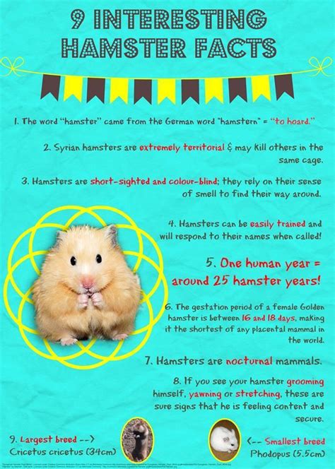 Hamster Facts Sheet : Cute Hamster Coloring Pages Printable. Hamsters ...