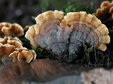 Try Out This Turkey Tail Mushroom Recipe - Mushroom Health Guide