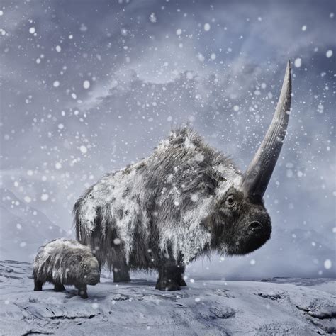 Elasmotherium sibiricum by AlexMastronardi on DeviantArt