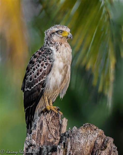 Indian Birds Photography: [BirdPhotoIndia] Crested Serpent-eagle ...