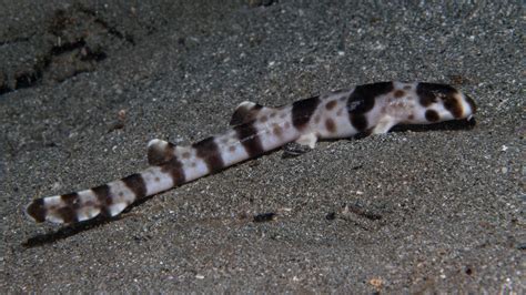 Scientists discover 4 new shark species that walk