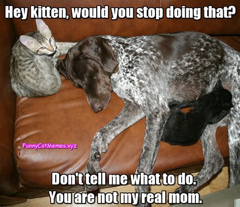 Don't Tell Me What To Do! - Funny Cat Memes