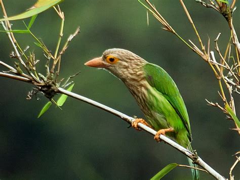 Green Bird, beautiful, bird, , green HD wallpaper | Pxfuel