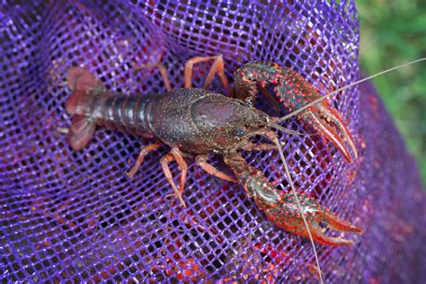 How We Ship Our Crawfish | Acadia Crawfish | Louisiana