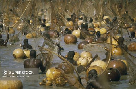 Nigeria, Argungu, Fishing Festival. Climax Of Festival When Thousands ...