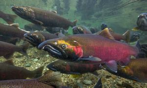 Spawner Surveys - Skagit Fisheries Enhancement Group