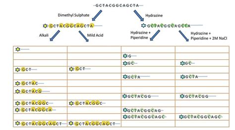 Maxam-Gilbert sequencing method (Verma et al., 2016) | Download ...