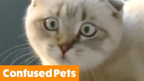 Funniest Confused Pets | Funny Pet Videos - YouTube