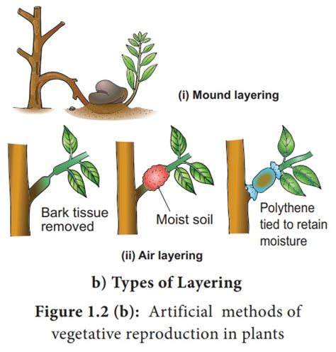 Artificial Vegetative methods - Disadvantages and Disadvantages - Vegetative reproduction in Plants