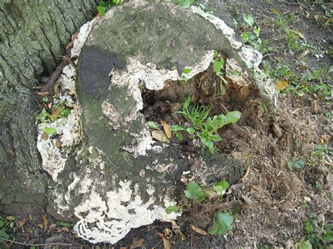 Fungus on Cottonwood Tree stump | Flickr - Photo Sharing!