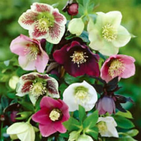 15 Helleborus Christmas Rose Flower Seeds Mix / Winter - Etsy