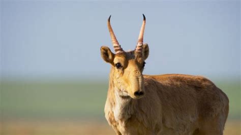 Massive die-off of 200,000 saiga antelope in Kazakhstan likely to be ...