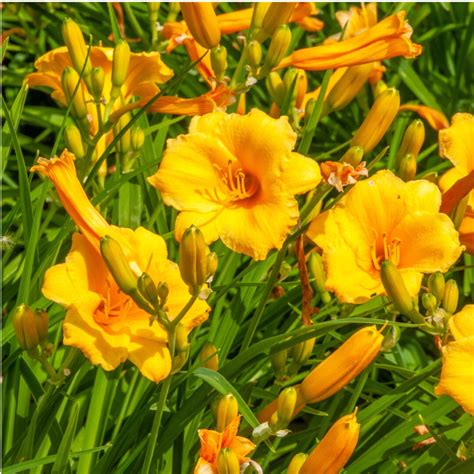 How To Get Daylilies To Bloom Again - 3 Secrets For More Blooms!