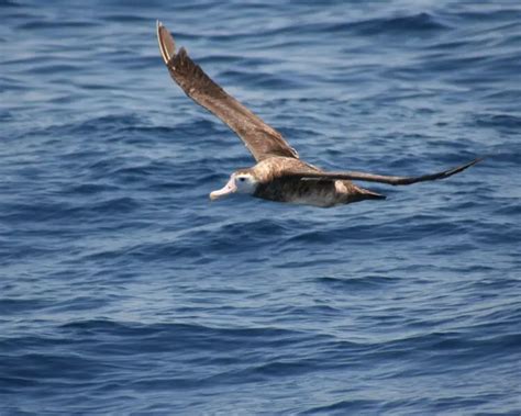 Antipodean albatross - Facts, Diet, Habitat & Pictures on Animalia.bio