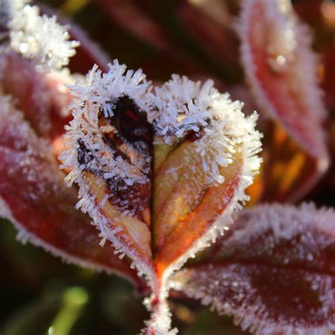 Protect Your Plants from Frost During a Cold Snap | Family Handyman