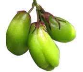 Bilimbi Fruit Health Benefits | Bilimbi Medicinal Uses | Bilimbi ...