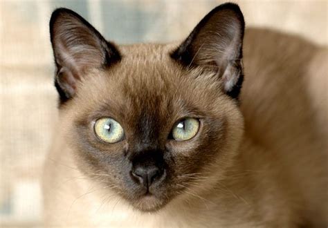 Tonkinese Cat - A Complete Guide To This Unusual Breed | Tonkinese cat, Tonkinese kittens, Cats