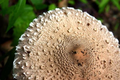 Mushroom cap stock photo. Image of fungus, fungi, macro - 909516