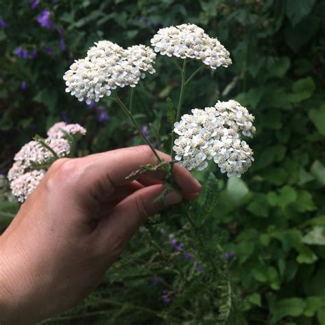 Yarrow: An Herb for What Ails Ya — Four Season Foraging