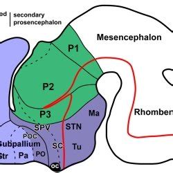 The secondary prosencephalon in mammals. Schematic drawing of a lateral... | Download Scientific ...