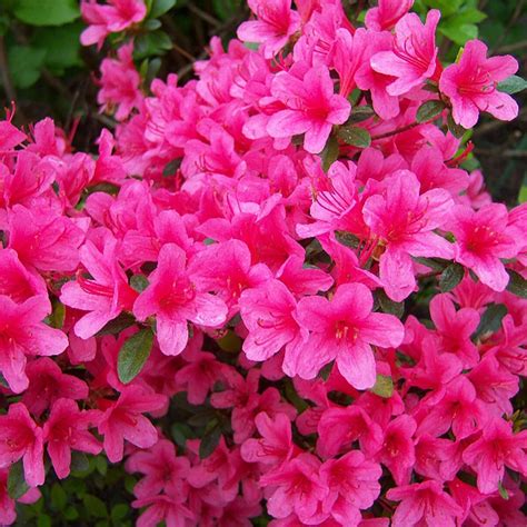 Plants 2 Gardens Azalea Anouk Shrub in 5 Litre Pot - QVC UK