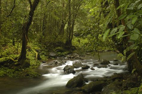 Rainforest in Papua New GuineaFlusslauf im Regenwald