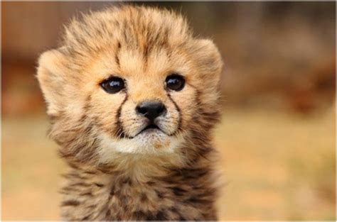 Cuteness Overload: 45 Way Too Cute Wild Baby Animals