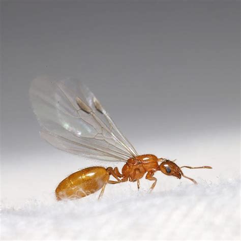 Homeowner's Guide To Flying Ants | The Family Handyman