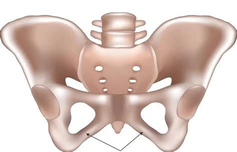 Ischium - Structure, Function, Causes Of Pain, Fracture | Human organs 2024