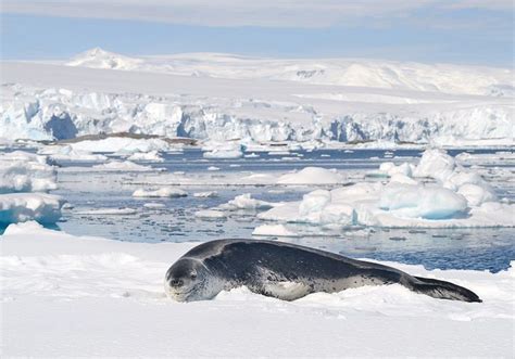 10 Animals That Live In Antarctica | Antarctica, Animals, Arctic animals