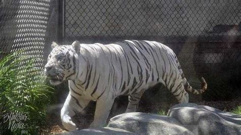 Petition · Animals in Amusement Park! FREE ANIMALS from Six Flags Discovery Kingdom in Vallejo ...