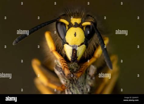 Useful insects hi-res stock photography and images - Alamy