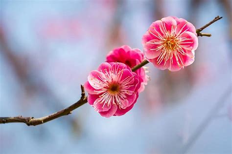 Plum Blossom: The National Flower of China | National Flowers by Country