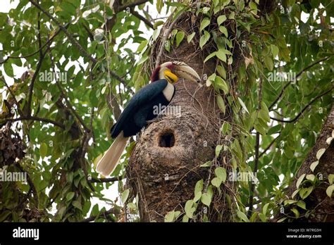 Hornbills hornbill hi-res stock photography and images - Alamy