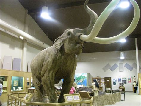 Washington State Fossil | Columbian Mammoth