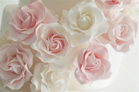 🔥 [38+] White Wallpapers with Pink Roses | WallpaperSafari