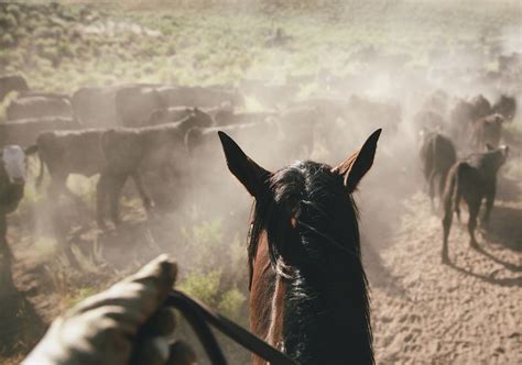 The Very Best Cattle Drive Vacations to Take in the US