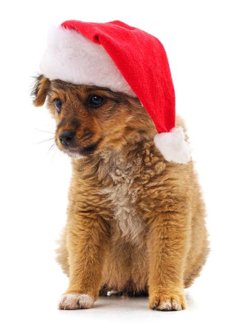 Dog in Christmas hat stock image. Image of background - 159825711