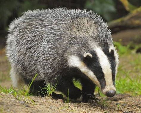 Badger – omnivorous animal | DinoAnimals.com