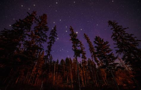 Wallpaper : trees, forest, night, sky, evening, moonlight, atmosphere ...