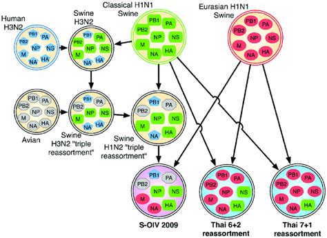 Reassortment history of the 2009 S-OIV outbreak strain and the Thai... | Download Scientific Diagram