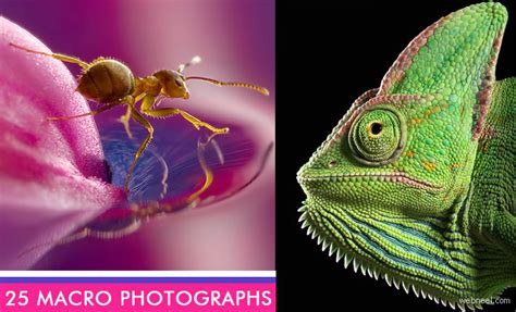 24 Beautiful Macro Photography examples and ideas