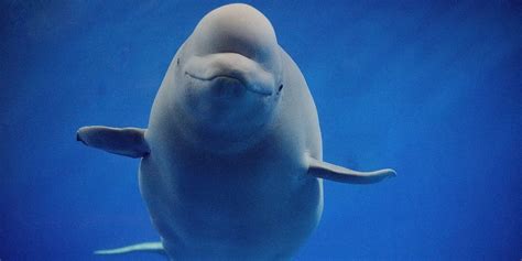 What the Heck is a Beluga Whale? [Mammals, Whales or Dolphins?]